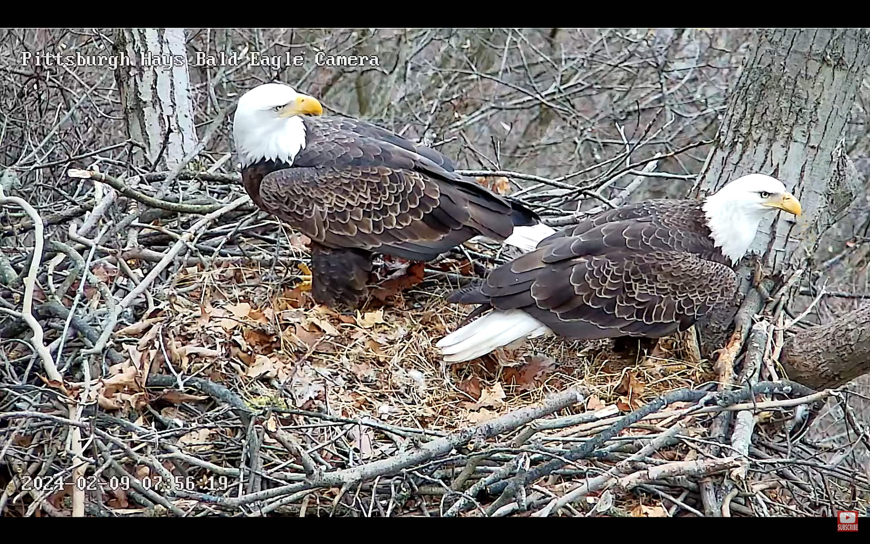 Duquesne Light Company Permanently Powers Popular Pittsburgh Bald Eagles Webcam