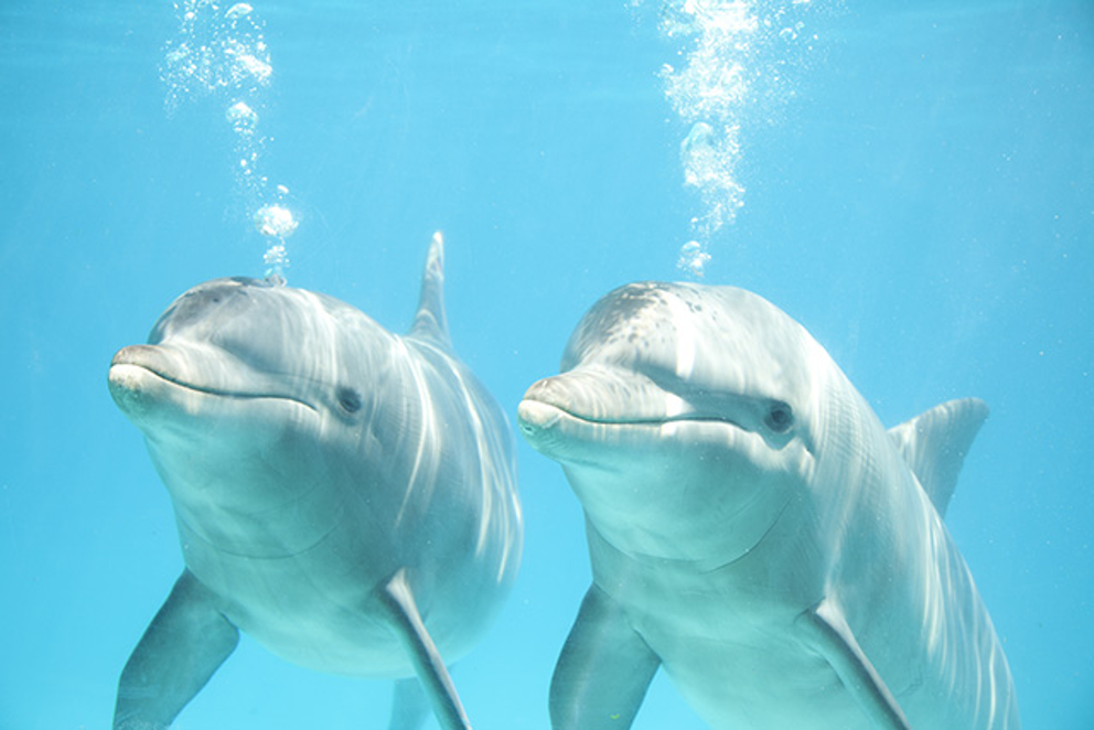 delfines1.jpg