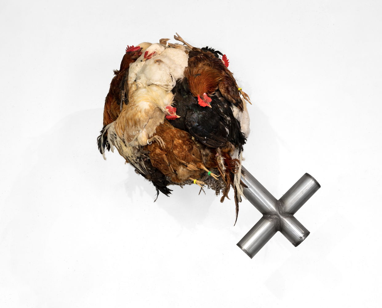 Koen Vanmechelen, Salvator Globe, taxidermie kippen (CCP), staal, 131 h x 75 x 70 cm © Koen Vanmechelen, 2012, photo Kris Vervaeke