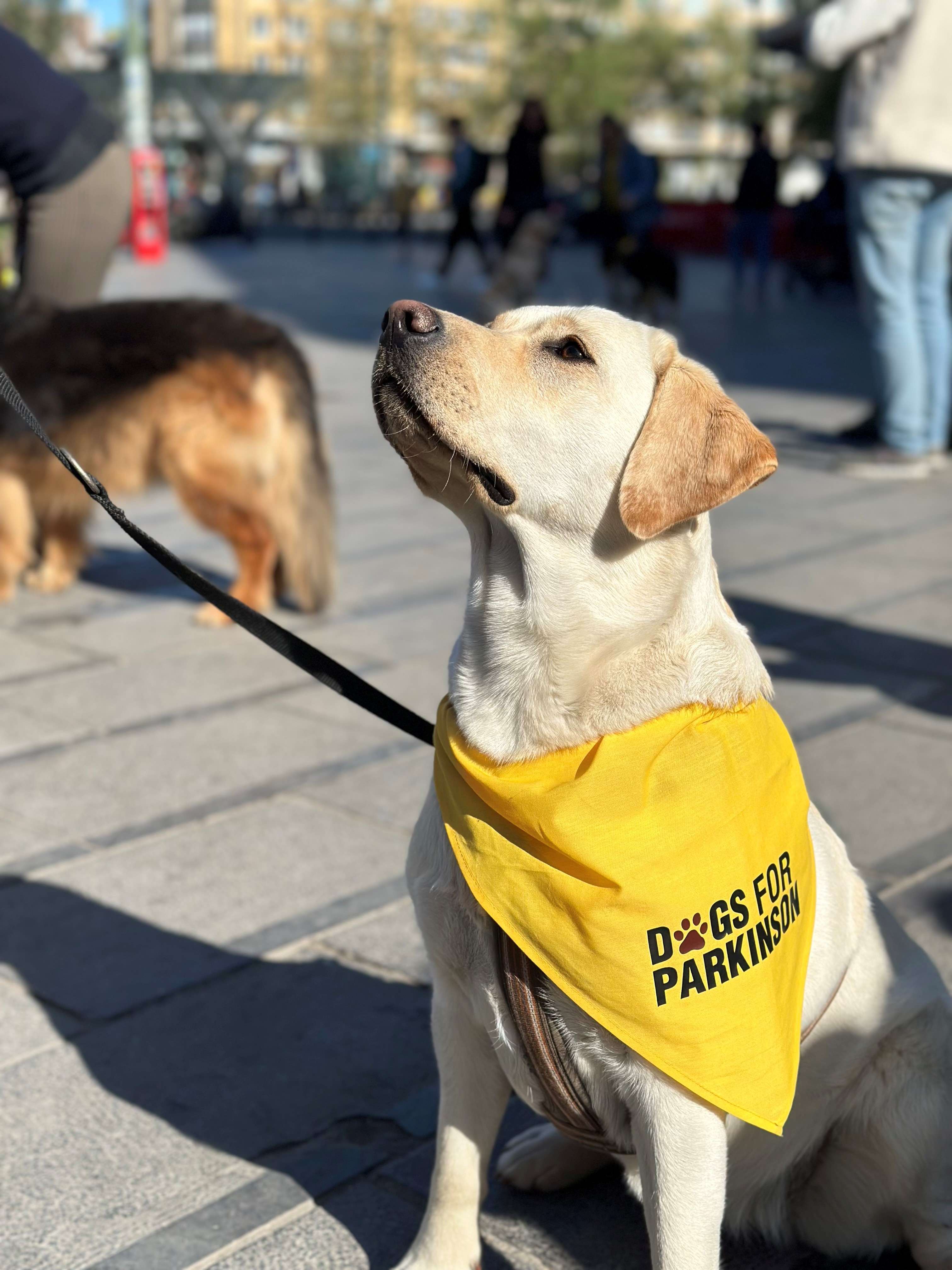 Bewegen met Parkinson: voor Wereld Parkinson Dag zet de ‘Dogs for Parkinson Tour' een onverwachte bondgenoot in de schijnwerpers