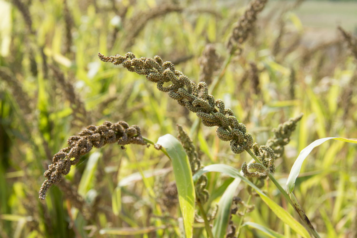 Barnyard Millet