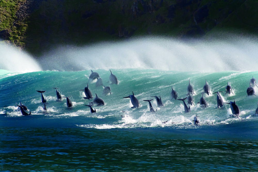 Afl 1: One Ocean - (c) BBC