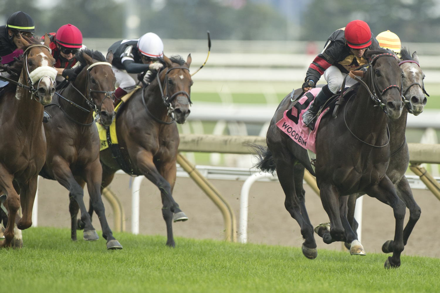Silent Poet capturing the Highlander Stakes at Woodbine. (Michael Burns Photo)