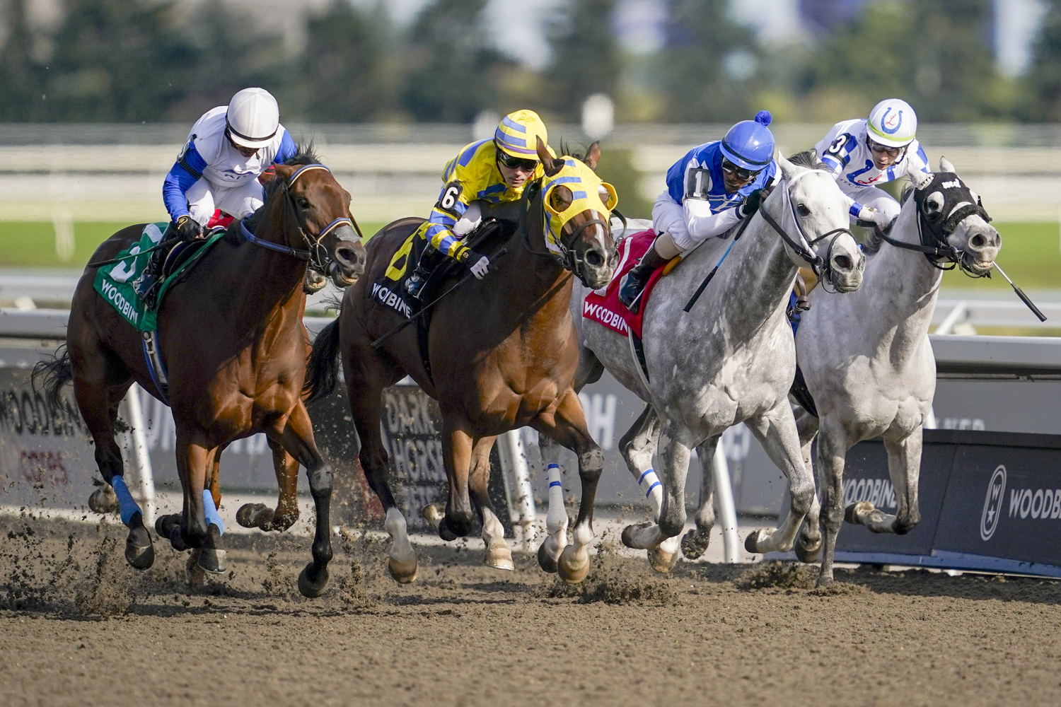 Patches O’Houlihan (#6) and jockey Daisuke Fukumoto winning the Virgil Stakes on September 16, 2023 (Michael Burns Photo)