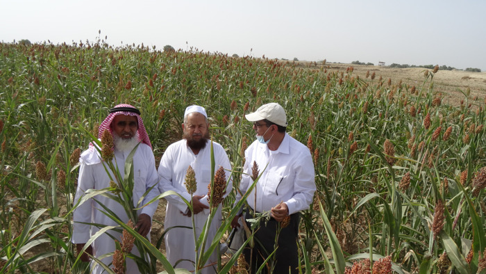 New ICRISAT-FAO Partnership to Support Saudi Arabia's Quest for Boosting Cereal Production