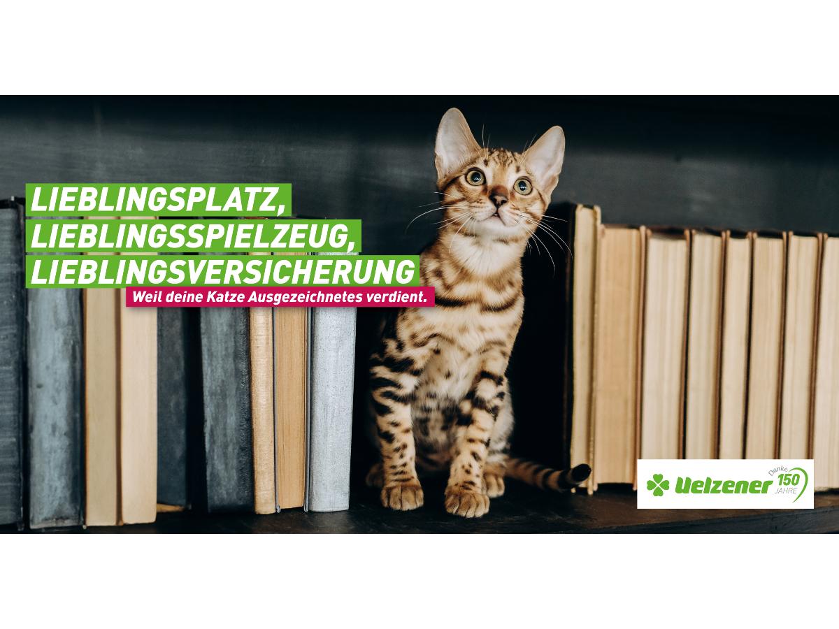 Rundumschutz für Samtpfoten: Uelzener stellt neue Versicherungen für Katzen vor