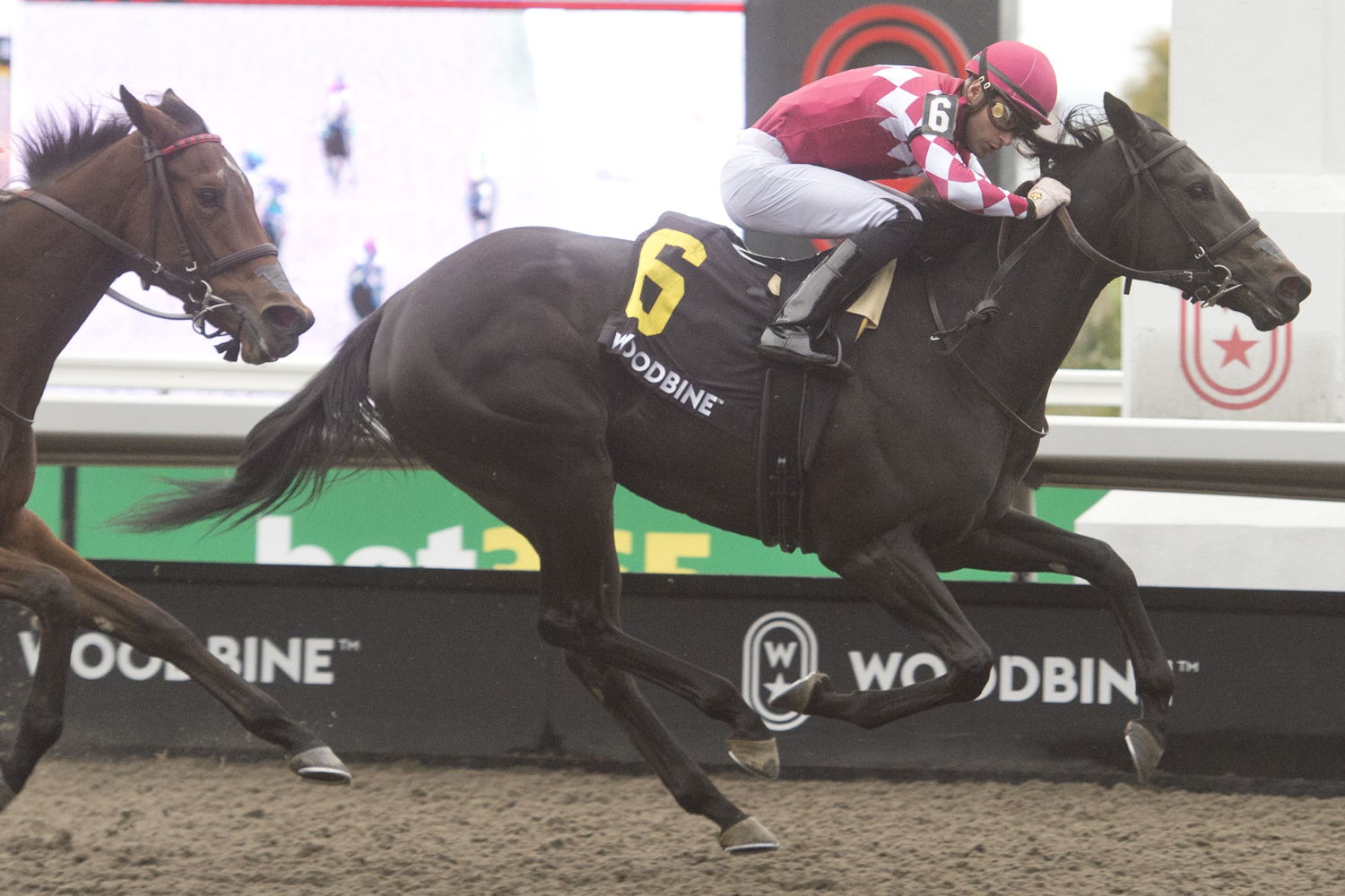 Winterberry and jockey Sahin Civaci winning the Glorious Song stakes on October 13, 2024 at Woodbine (Michael Burns Photo)