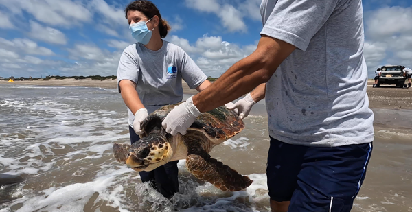 Regresan al mar tres tortugas cabezonas rescatadas en la Bahía de Samborombón