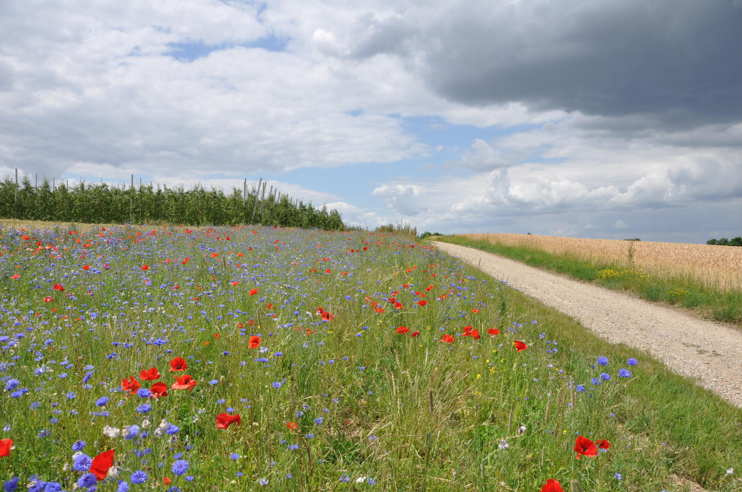 Beheerovereenkomst bloemenakker