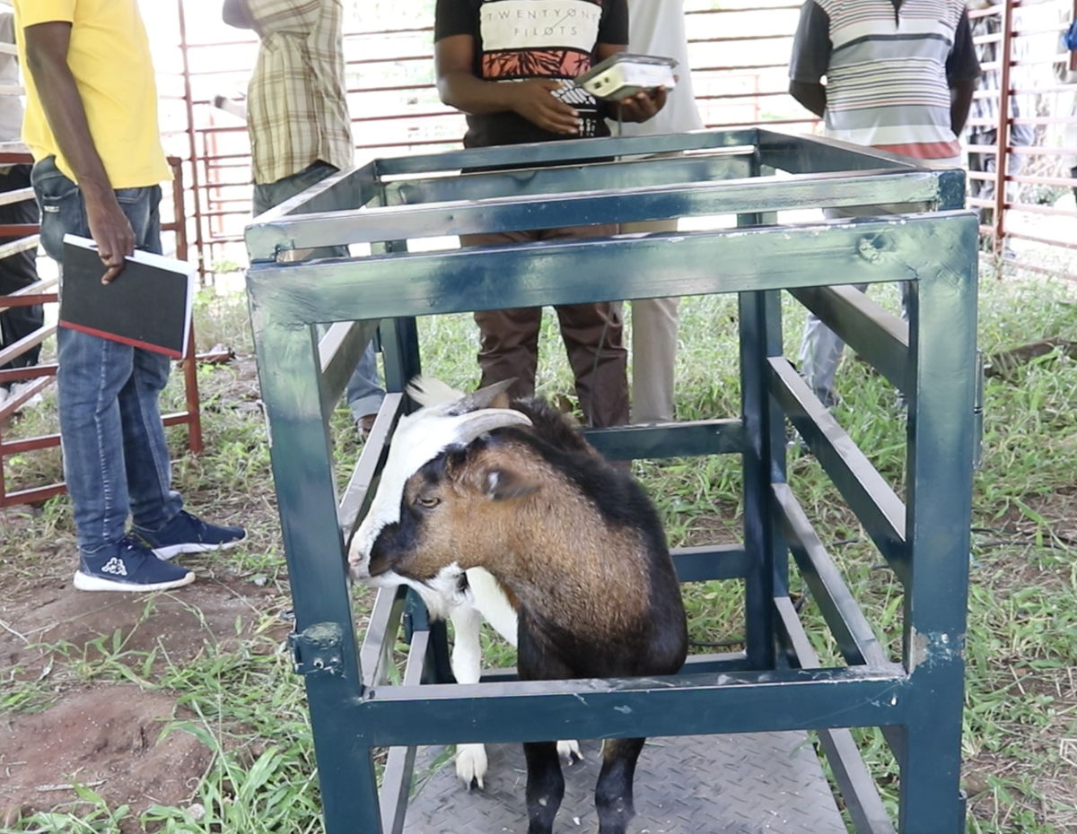 Goat auction held in Malawi