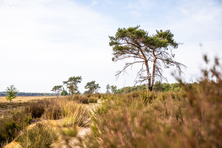 Kalmhoutse Heide © VisitBrabant