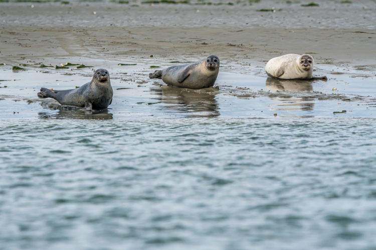 Zeehonden spotten