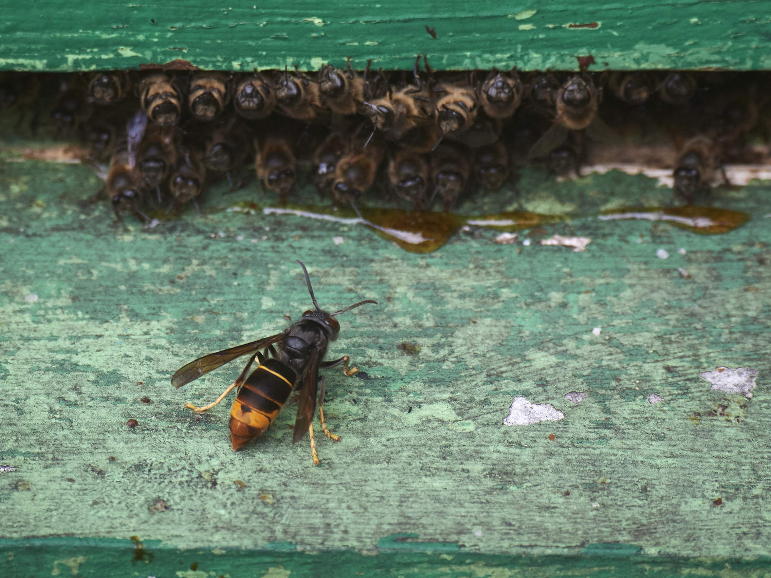 Asian hornets on the rise: Nearly double the number of sightings compared to last year