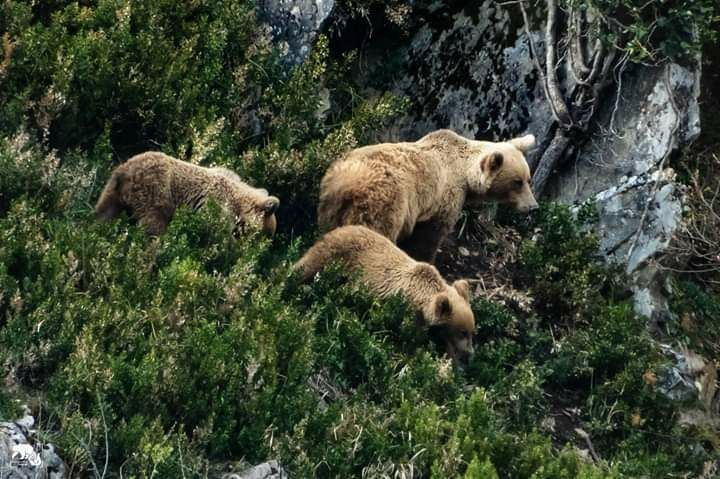 150,000 native trees and shrubs to be planted in northern Spain