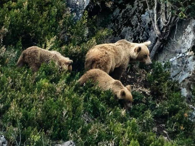 150,000 native trees and shrubs to be planted in northern Spain