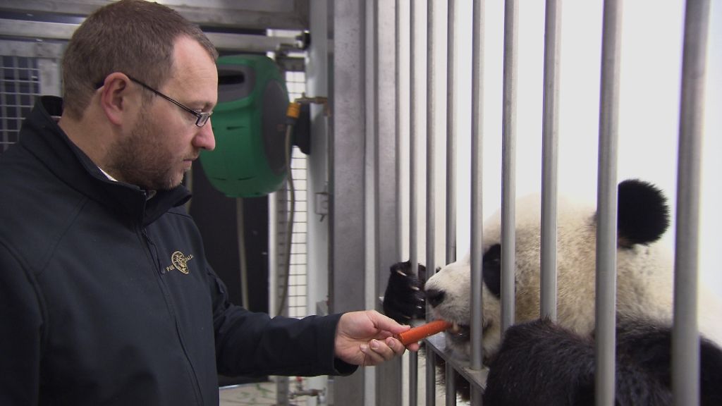 Achter de schermen bij de panda's (c) VRT
