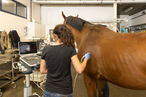 Entrance exam for veterinary studies reduces Dutch-origin enrolments