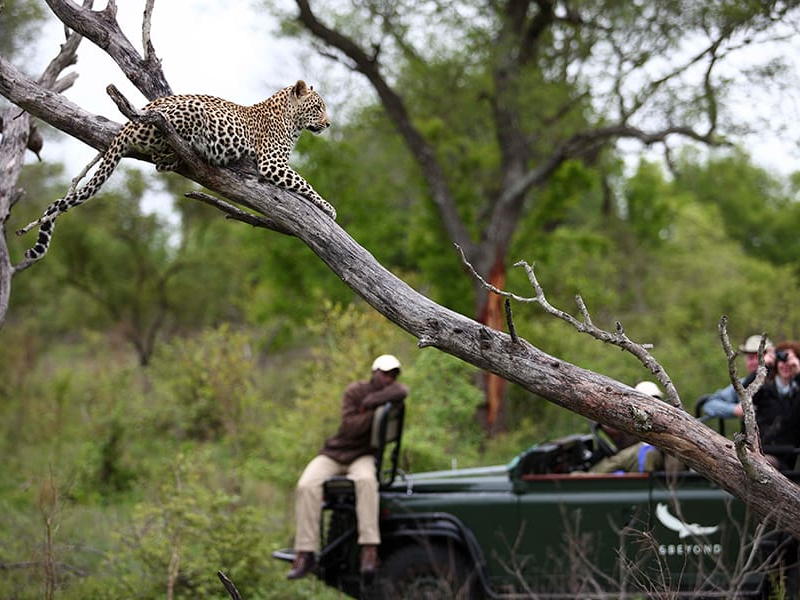 Los mejores destinos de safari en África