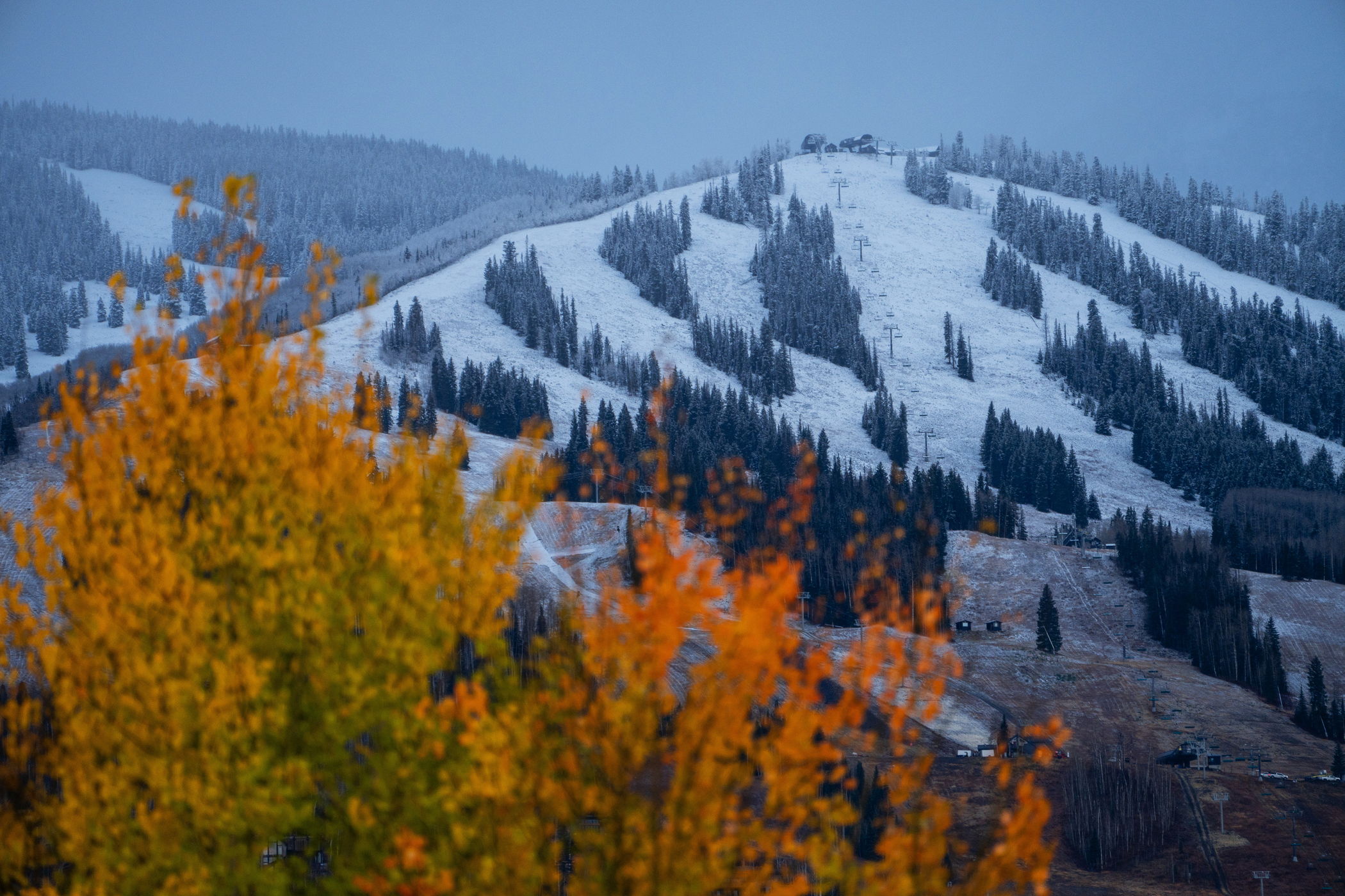 Golden aspen trees with snowy slopes in the distance, courtesy of Aspen Snowmass