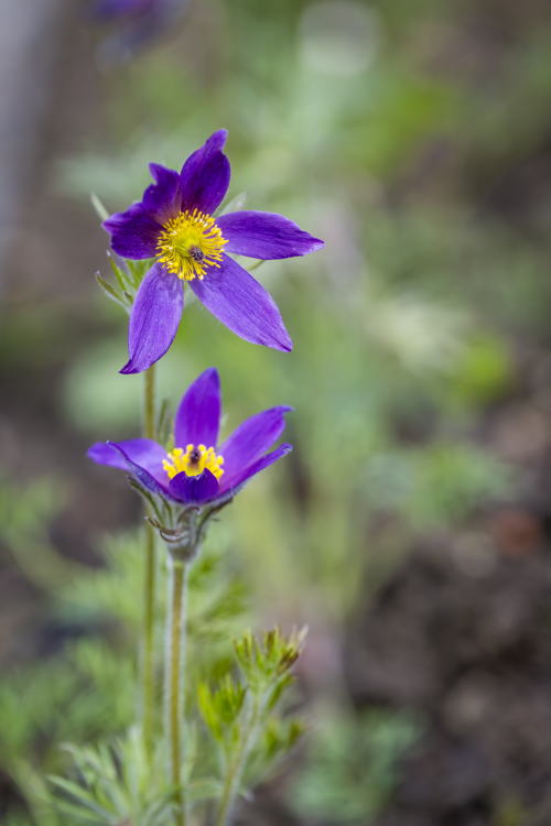De pelsanemoon (Pulsatilla Vulgaris) in de tuin van het Rubenshuis, foto Frederik Beyens