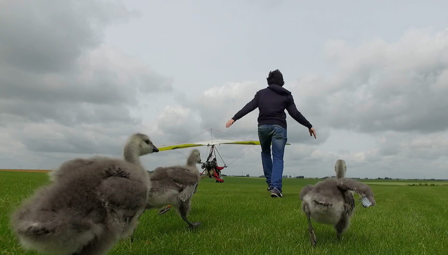 De gans - Copy beest (c) VRT