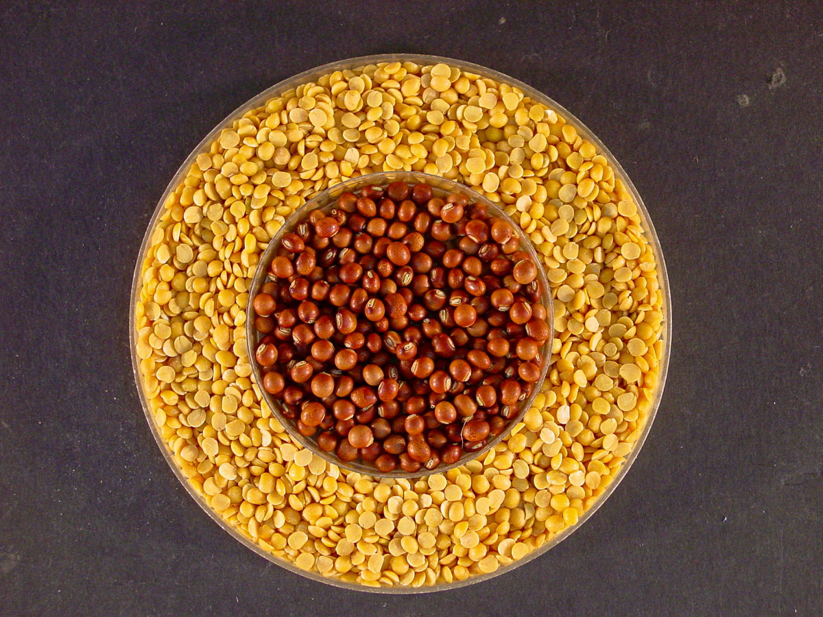 Pigeonpea with seed coat (center) surrounded by split dal.