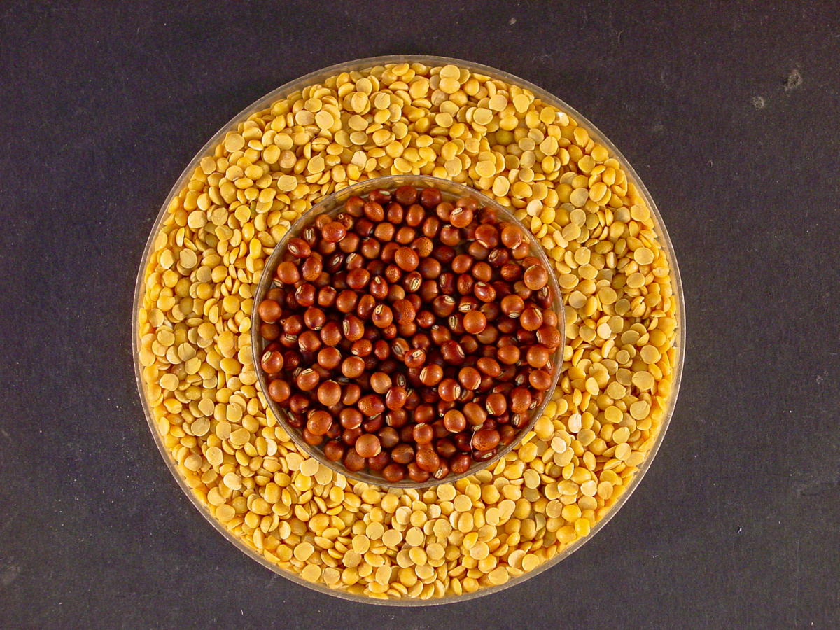 Pigeonpea seed coat has six times more calcium than milk ICRISAT