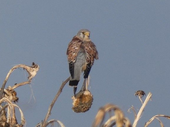 Torenvalk op faunavoedselgewas wisselteelt - ©VLM,Sven Jardin