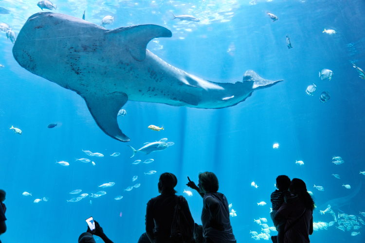 Georgia Aquarium, Atlanta, GA