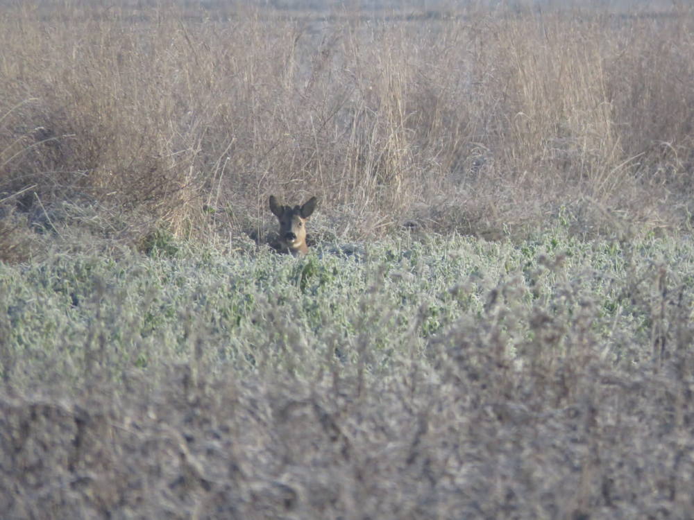 Een ree in het faunavoedselgewas ©VLM,Ward De Groote