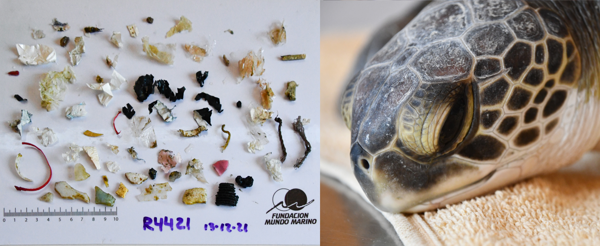 Imágenes alarmantes: una tortuga defecó más de 10 tipos de plásticos diferentes