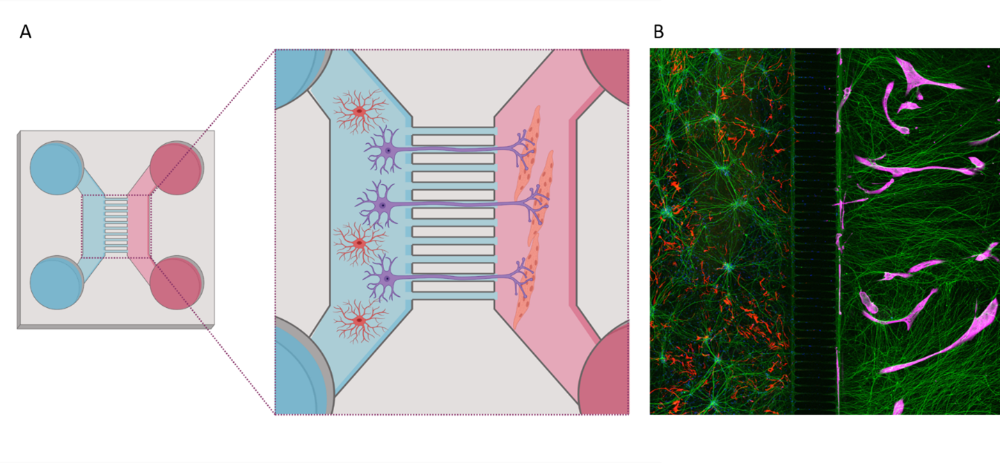 A. Schematisch overzicht van een cocultuur tussen hiPSC-afgeleide astrocyten en motorische neuronen (links), en spiercellen (rechts), in een microfluïdisch apparaat. B. Immunocytochemisch beeld van motorische neuronen (groen), astrocyten (rood) en spiercellen (magenta) in een microfluïdisch apparaat. Schematische afbeelding is gemaakt met biorender.com. ©Katarina Stoklund Dittlau