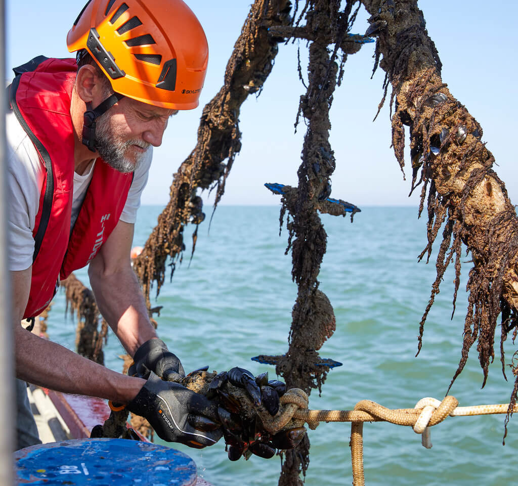 Mussels harvest