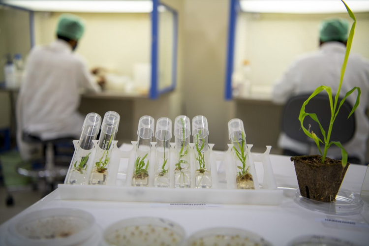Accelerated Crop Improvement lab 
