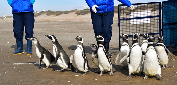 Segunda oportunidad: 12 pingüinos regresan al mar tras ser rehabilitados por cuadros de desnutrición