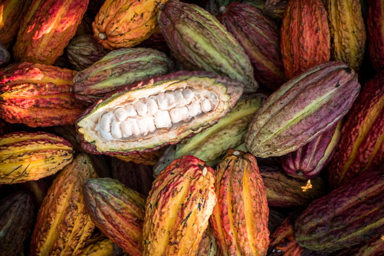 Guylian_Fairtrade cacao