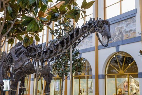Apatosaurus
