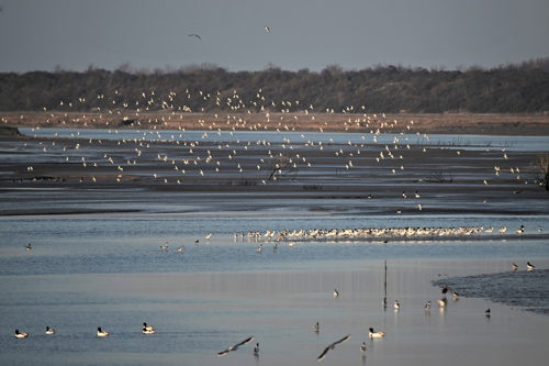 groep kluten en bonte strandlopers - © Zwin Natuur Park