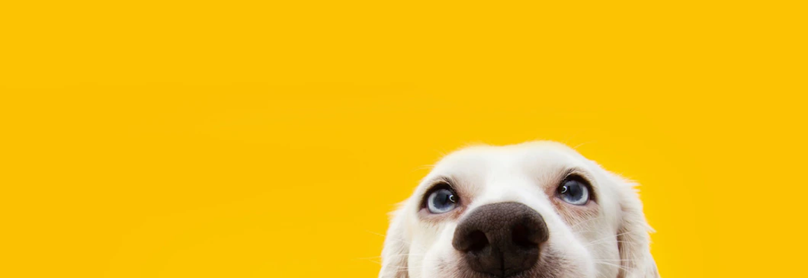 Los dog lovers aumentan las compras de alimentos para perros por internet un 58% comparado al año pasado