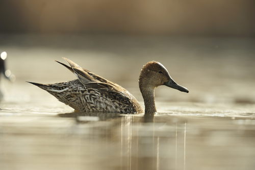 pijlstaart - © Yves_Adams