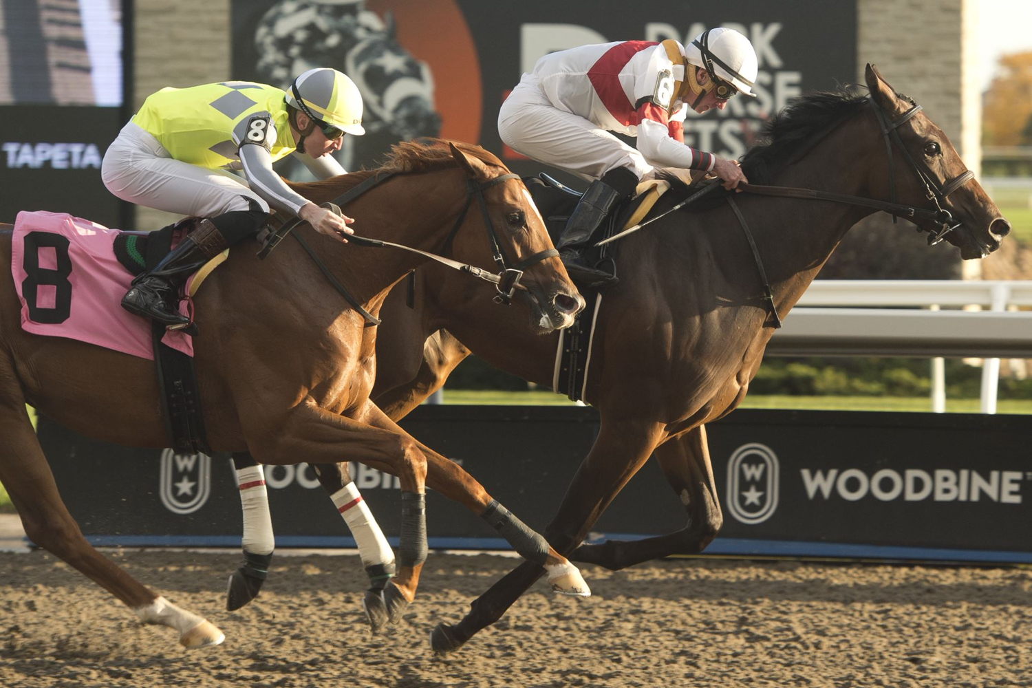 Twin City and jockey Gary Boulanger winning a Maiden Special Weight race on October 13th 2022 at Woodbine (Michael Burns Photo)