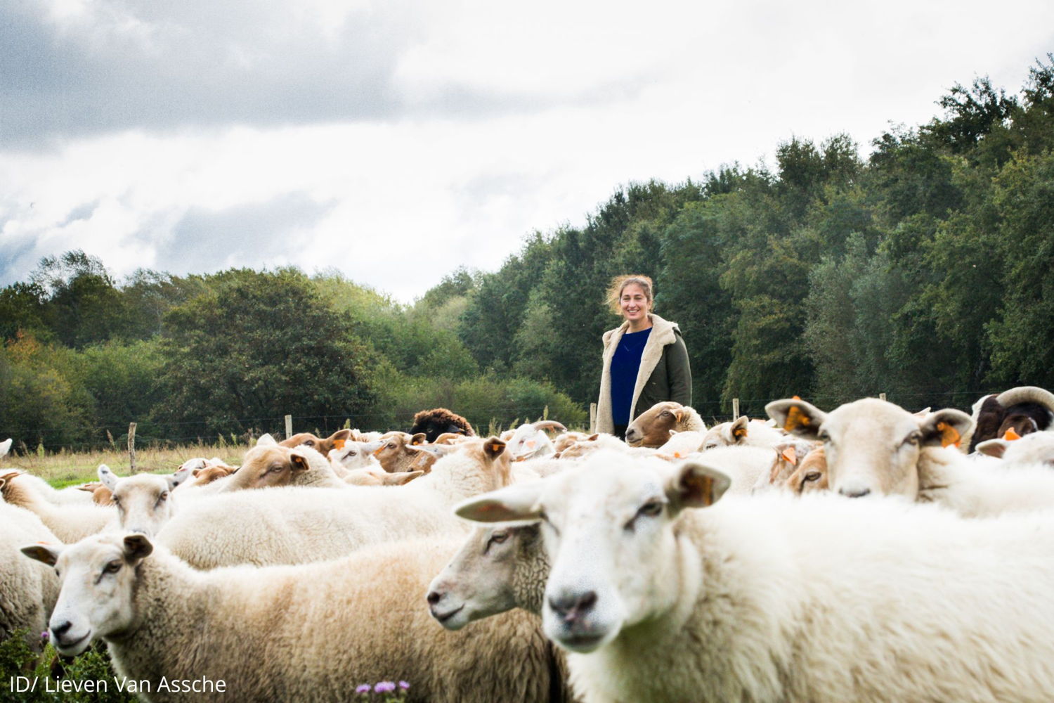 Minister Zuhal Demir drijft kudde schapen
