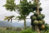 Nova parceria reduzirá a desnutrição comum snack de papaia seco