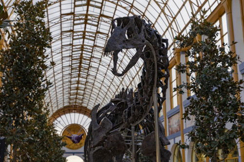 Apatosaurus