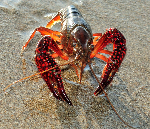 New campaign to ban live cooking of lobsters