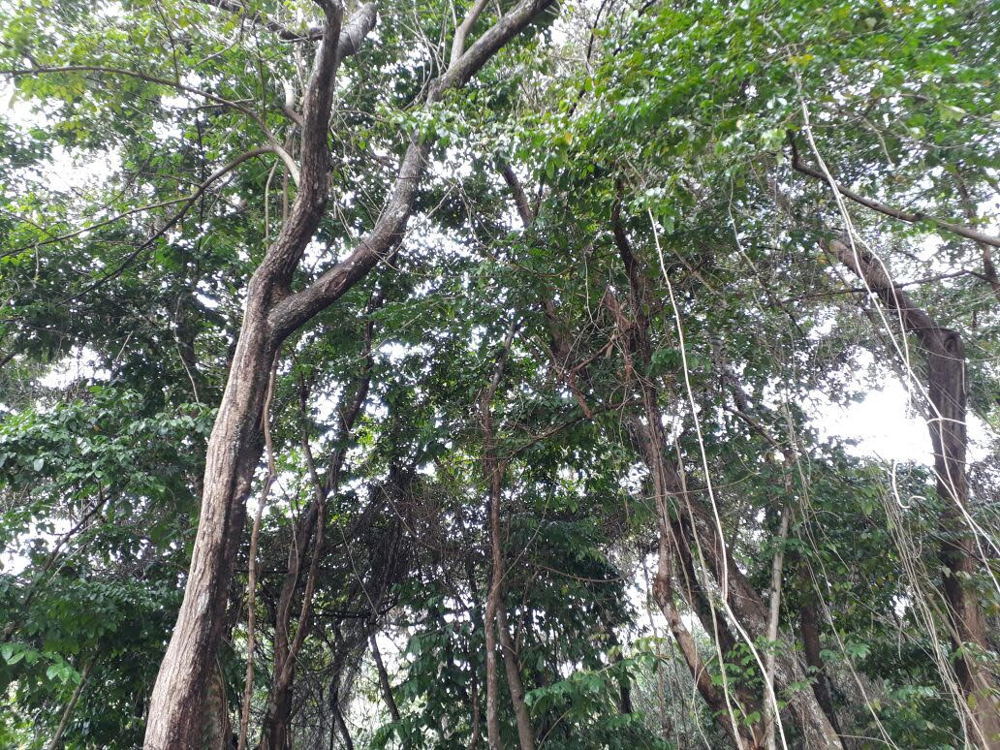 AFTER: Wildlife returns to the mangrove.
