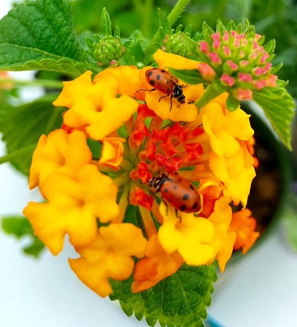 Ladybug on Verbena (photo credit Pike Nurseries)
