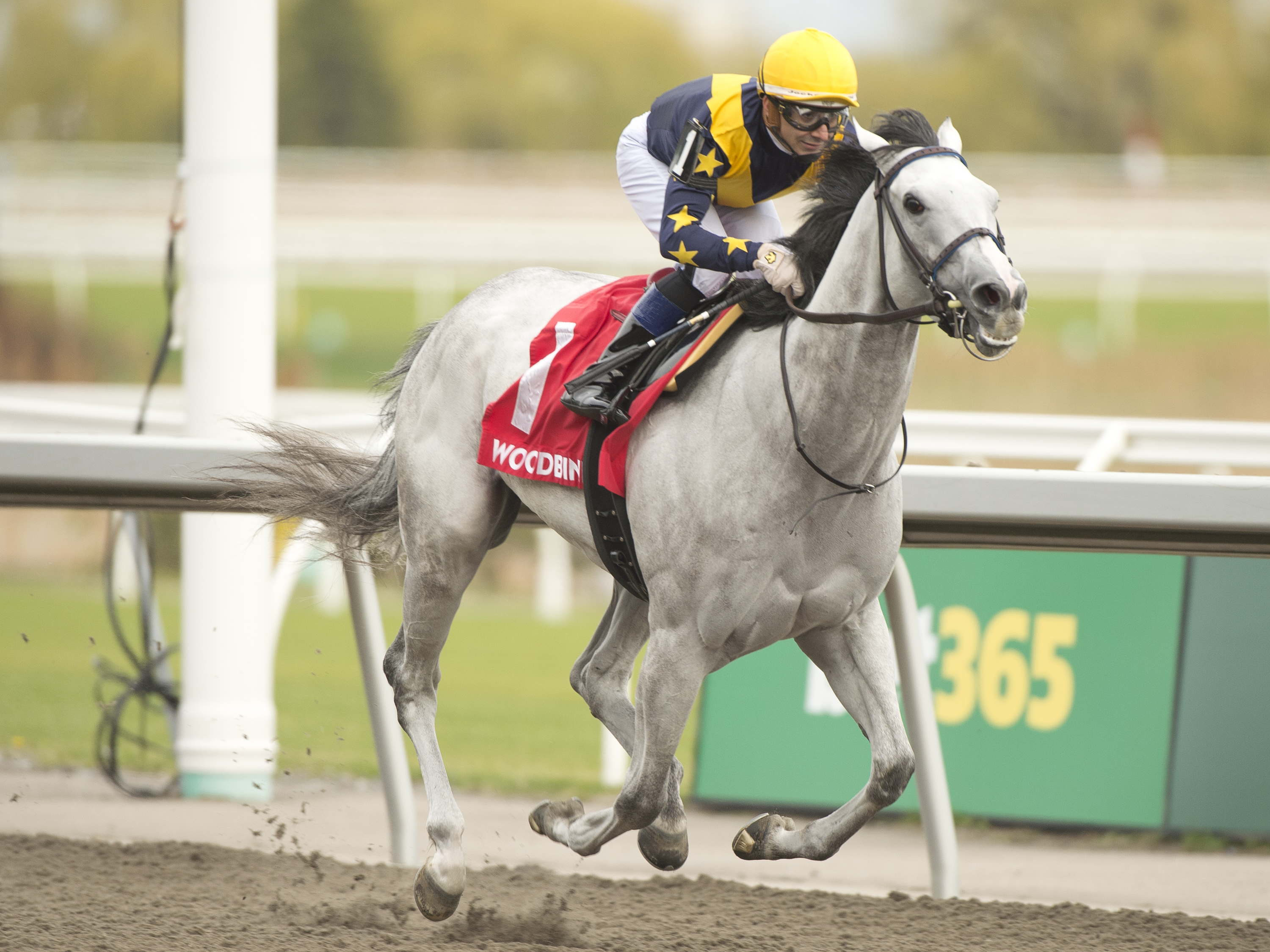 Earhart (FR) glides to first-class Grade 3 Whimsical glory