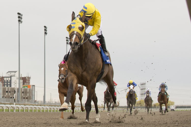 Patches O'Houlihan and jockey Sofia Vives winning the Thorncliffe Stakes on May 4, 2025 at Woodbine (Michael Burns Photo)
