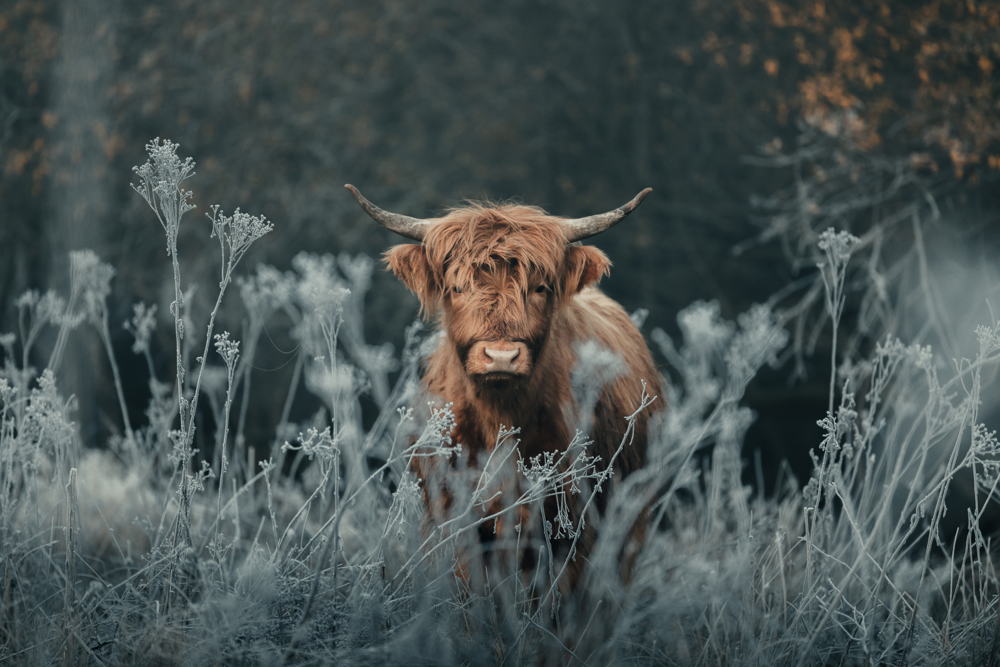 (c) Michiel Pieters